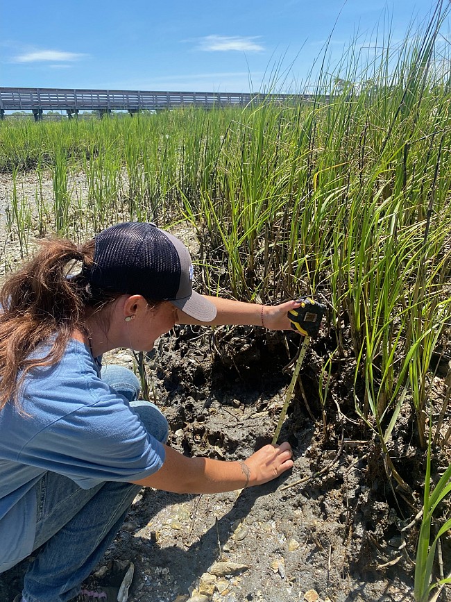 Living Shorelines